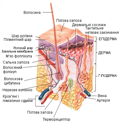 Туберкульоз шкіри