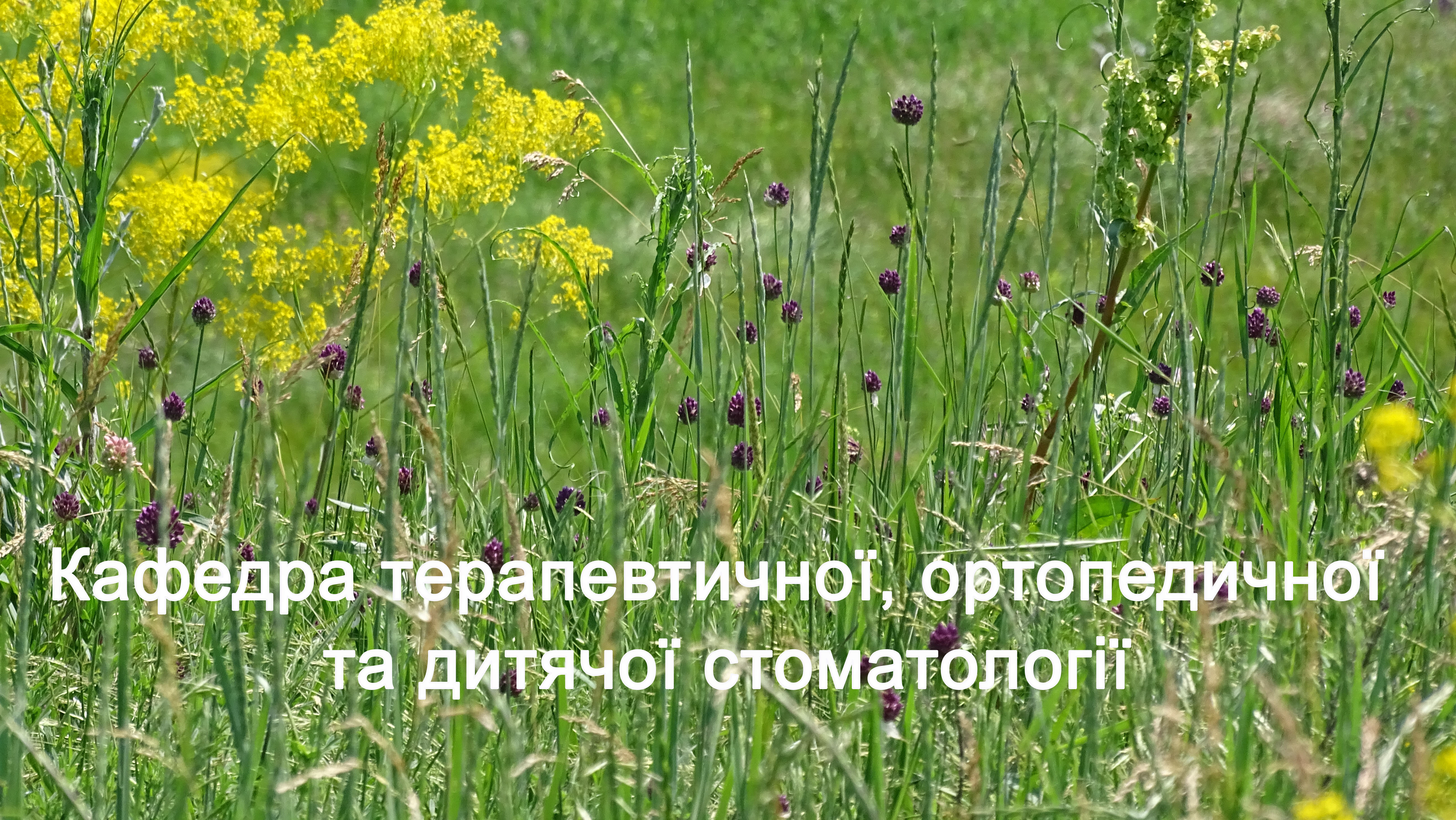 Професійна гігієна порожнини рота TODStom_M3_C08