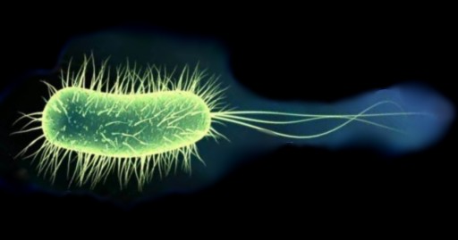 IWS «Microbiology, virology and immunology», «Medicine» (3 course). Chapter II MVI_M2_C15