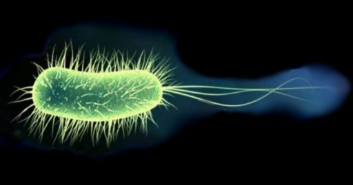 IWS «Microbiology with the basics of immunology», «Pharmacy» (2 course). Chapter I MVI_M2_C20